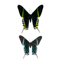 Load image into Gallery viewer, Pair of Framed Peacock Moths
