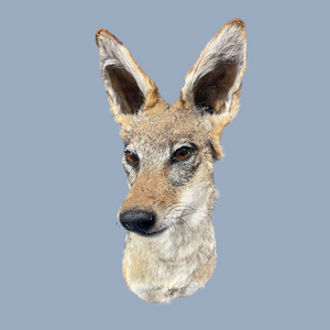 Jackal-Shoulder Mount Taxidermy