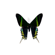 Load image into Gallery viewer, Pair of Framed Peacock Moths
