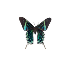 Load image into Gallery viewer, Pair of Framed Peacock Moths
