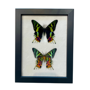 Pair of Framed Sunset Moths