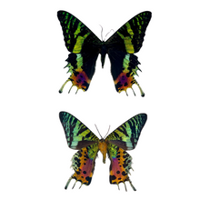 Load image into Gallery viewer, Pair of Framed Sunset Moths
