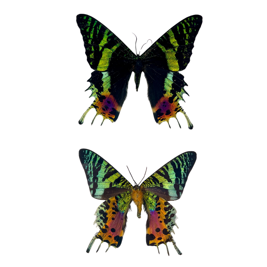 Pair of Framed Sunset Moths