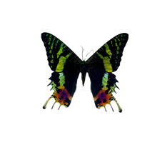 Load image into Gallery viewer, Pair of Framed Sunset Moths
