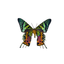 Load image into Gallery viewer, Pair of Framed Sunset Moths
