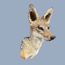 Load image into Gallery viewer, Jackal-Shoulder Mount Taxidermy
