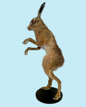 Load image into Gallery viewer, Standing Hare
