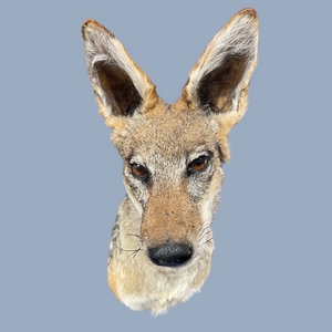 Jackal-Shoulder Mount Taxidermy