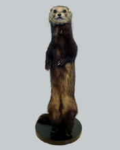 Load image into Gallery viewer, Standing Ferret-A
