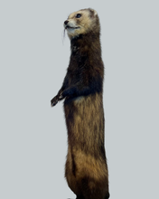 Load image into Gallery viewer, Standing Ferret-A
