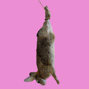 Hanging Rabbit
