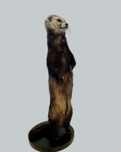 Load image into Gallery viewer, Standing Ferret-A
