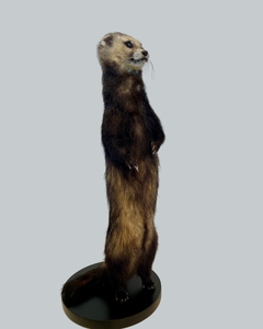 Standing Ferret-A