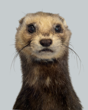 Load image into Gallery viewer, Standing Ferret-A
