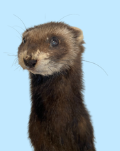 Load image into Gallery viewer, Standing Ferret-C

