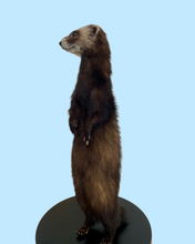 Load image into Gallery viewer, Standing Ferret-C
