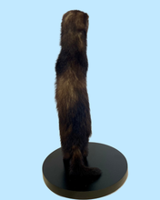 Load image into Gallery viewer, Standing Ferret-C
