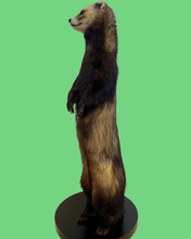 Load image into Gallery viewer, Standing Ferret-B
