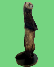Load image into Gallery viewer, Standing Ferret-B
