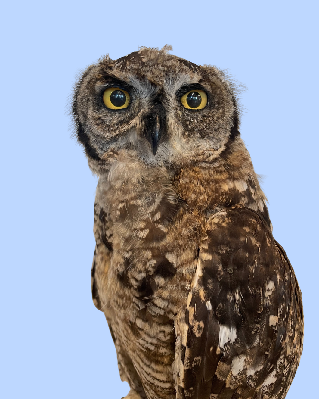 Juvenile Eagle Owl