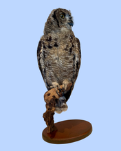 Load image into Gallery viewer, Juvenile Eagle Owl
