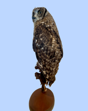 Load image into Gallery viewer, Juvenile Eagle Owl
