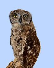 Load image into Gallery viewer, Juvenile Eagle Owl
