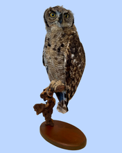 Load image into Gallery viewer, Juvenile Eagle Owl
