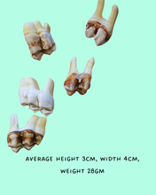 Load image into Gallery viewer, Genuine Giraffe Teeth
