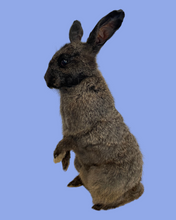 Load image into Gallery viewer, Standing Chocolate Rabbit-Taxidermy
