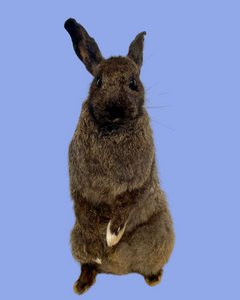 Standing Chocolate Rabbit-Taxidermy