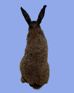 Standing Chocolate Rabbit-Taxidermy