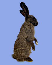 Load image into Gallery viewer, Standing Chocolate Rabbit-Taxidermy
