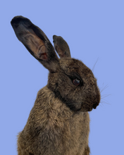 Load image into Gallery viewer, Standing Chocolate Rabbit-Taxidermy
