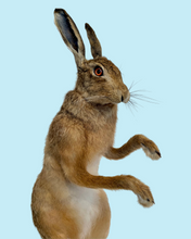 Load image into Gallery viewer, Standing Hare
