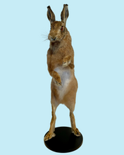 Load image into Gallery viewer, Standing Hare
