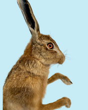 Load image into Gallery viewer, Standing Hare
