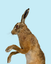 Load image into Gallery viewer, Standing Hare
