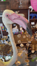 Load and play video in Gallery viewer, Vintage Flamingo Taxidermy-IN-STORE PICK UP ONLY
