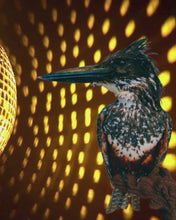 Load and play video in Gallery viewer, Giant Kingfisher
