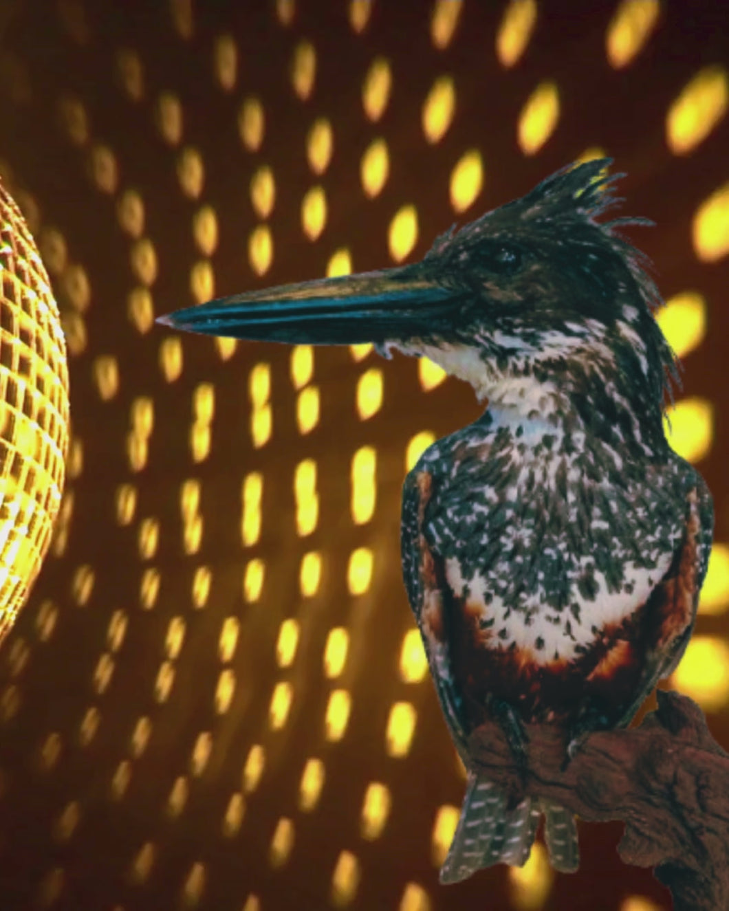 Giant Kingfisher