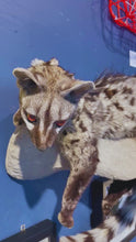 Load and play video in Gallery viewer, Cape Genet Taxidermy
