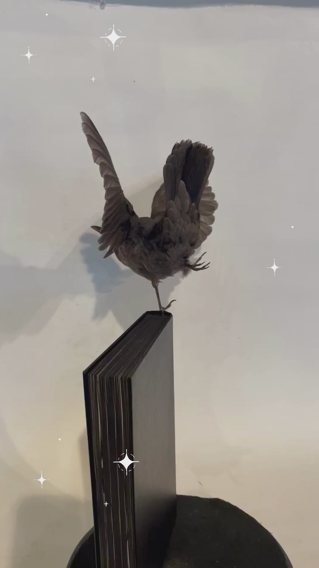 Female Blackbird on Black Book (takes flight) by Antoinette Ratcliffe