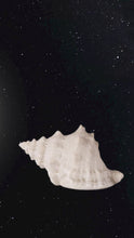 Load and play video in Gallery viewer, Conch Shell Decorative Light Up
