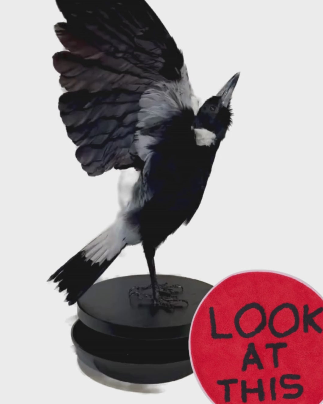 Magpie Taxidermy with Full Wingspan by Antoinette Ratcliffe