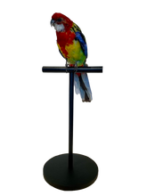 Load image into Gallery viewer, Mounted Taxidermy Rosella 2
