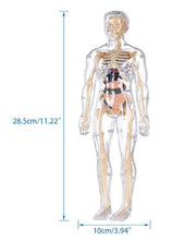 Load image into Gallery viewer, Transparent Human Anatomy Model
