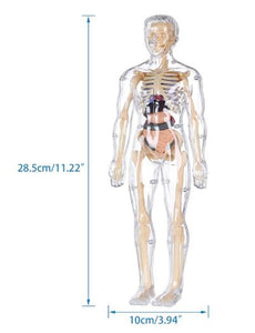 Transparent Human Anatomy Model