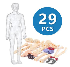 Transparent Human Anatomy Model