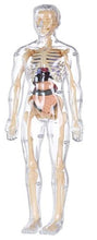 Load image into Gallery viewer, Transparent Human Anatomy Model
